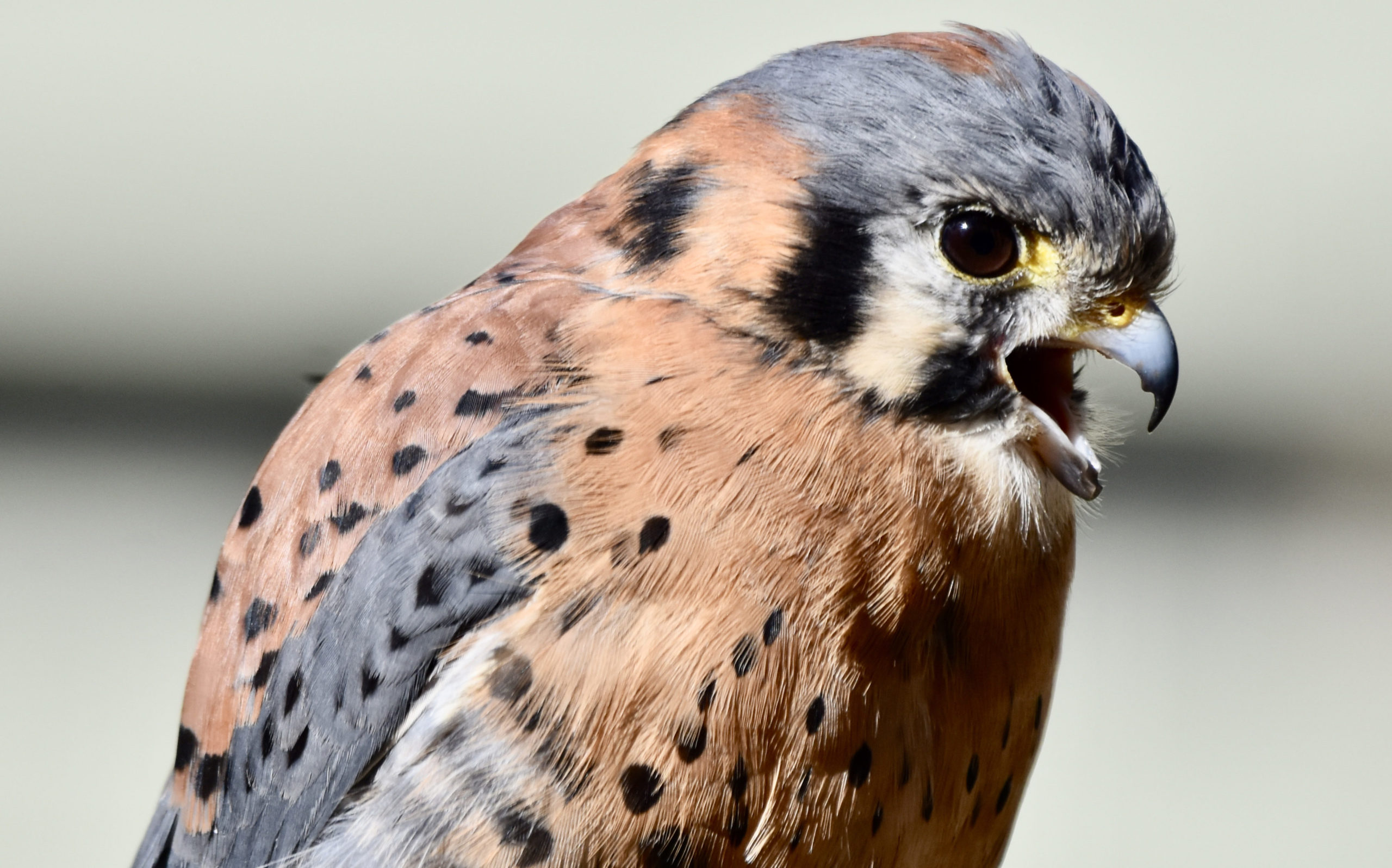 Close up of kestrel.