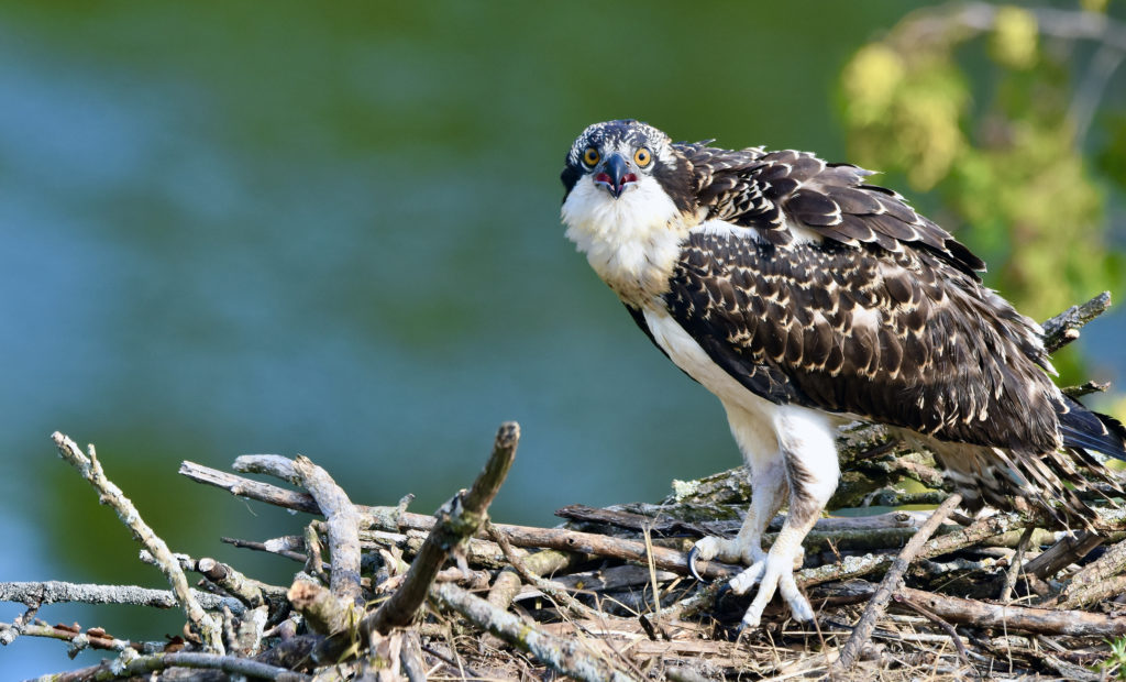 osprey fledgling